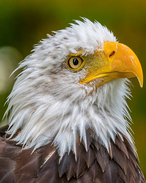 Bald eagle. Haliaeetus leucocephalus headshot close up. Majestic bald eagle portrait.