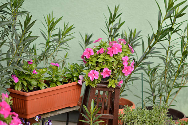 pink petunias in blossom