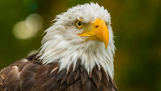 istock Bald eagle. Haliaeetus leucocephalus headshot close up. Majestic bald eagle portrait. 2237498234