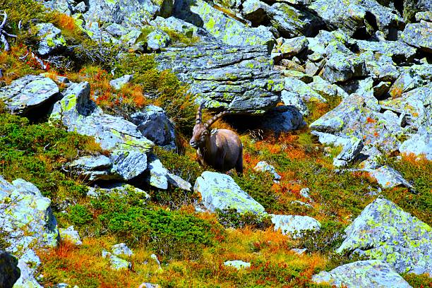 Brown alpine ibex (Capra ibex) animal species