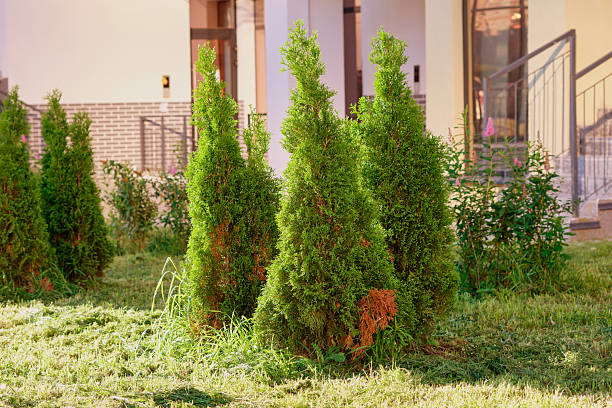 istock Several lush green conifer trees stand in a garden setting next to a modern building. Sunlight illuminates the scene, highlighting the vibrant greenery 2237499365