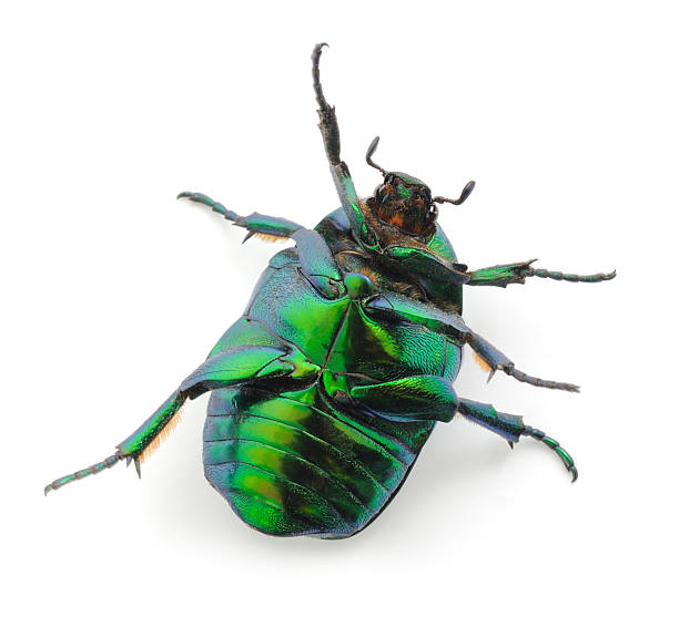 istock Green beetle isolated on white background 2237499400
