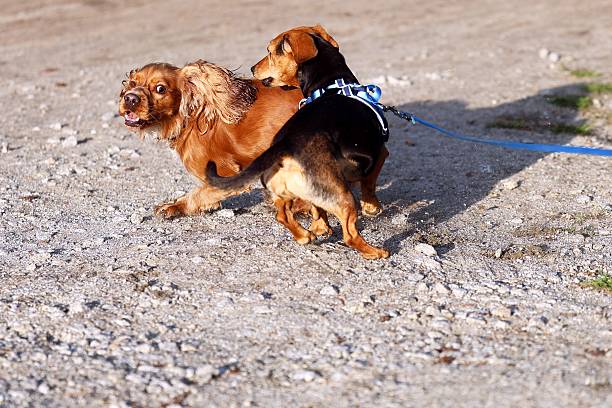 Dogs playing together on a gravel path