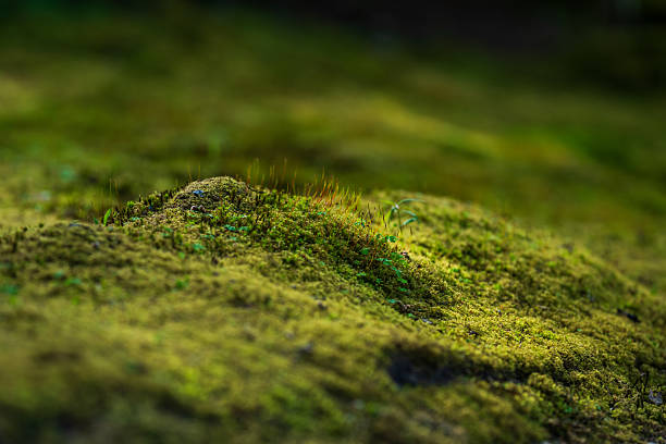istock Lush moss growing on uneven rock surface detail.. 2237499916