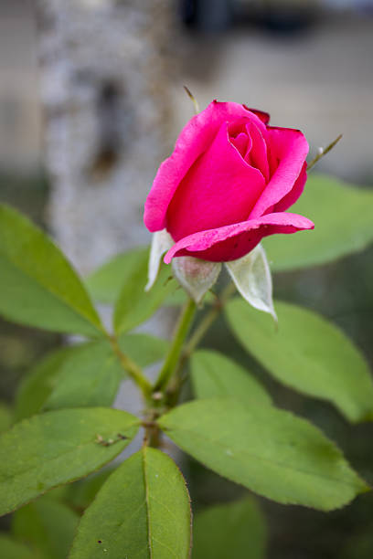 A close-up of a vibrant pink rose bud surrounded by fresh green leaves in a garden setting. The delicate petals and natural background create a romantic and elegant atmosphere, symbolizing beauty and new beginnings.