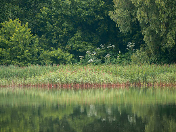 Water near the forest. Reflecting trees in the water.