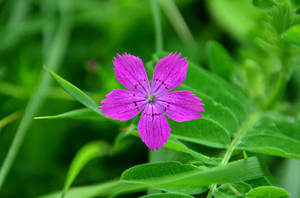 istock a pink carnation flower among green grass top view 2237501815