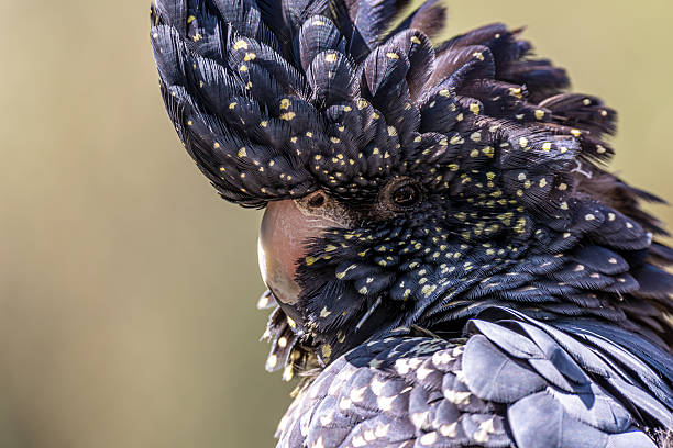 istock Female Black Cokatoo 2237502446