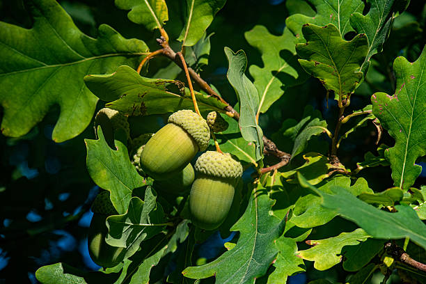 Quercus robur - English oak -