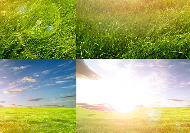 Green grass and sunrise sky scenery background.Sunlights,season concept and countryside.