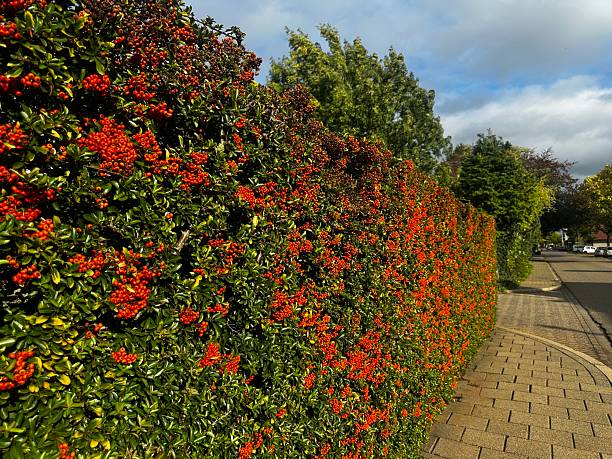 Bright red berries form a living wall that adds strong color and texture to urban landscaping.  This plant decorates gardens and provides food for birds and wildlife. Dense thorny branches also protect nesting places and support ecosystems