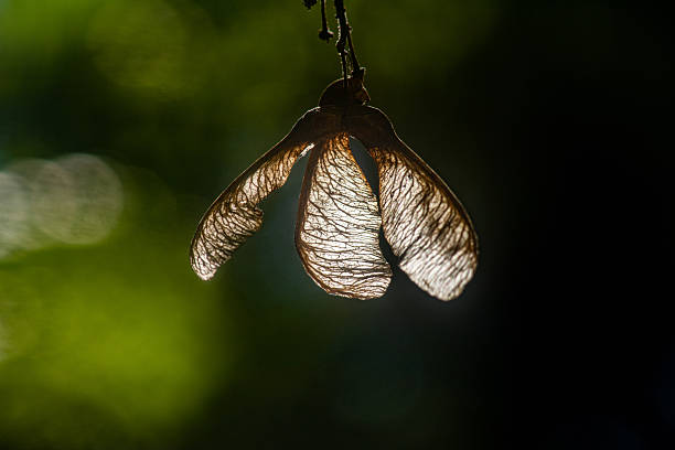 Acer pseudoplatanus - Seeds of the sycamore maple tree on a blue background