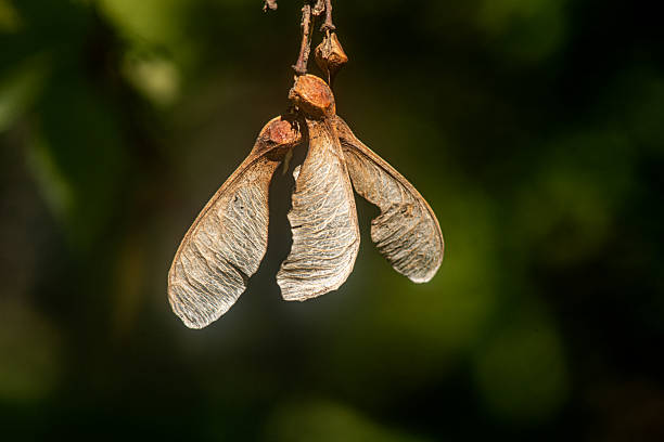 Acer pseudoplatanus - Drooping seeds of the sycamore maple