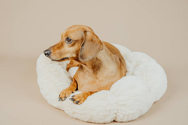 istock Dachshund looking sideways from white pet bed for curiosity, emotion or calm lifestyle concept in stock photography 2237511014