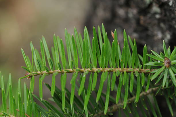istock Abies holophylla, Manchurian fir tree with sharp pointed needles and white stomatal lines on evergreen foliage 2237511116