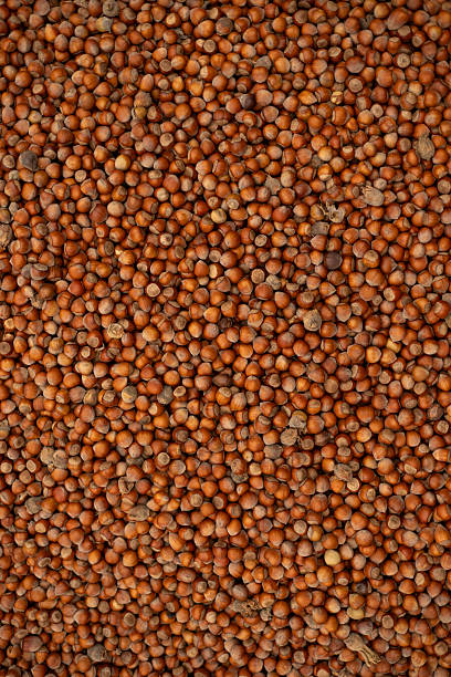 Hazelnut stock photo ( Fındık )