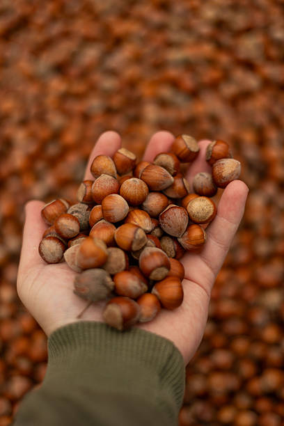 istock Hazelnut stock photo ( Fındık ) 2237512509