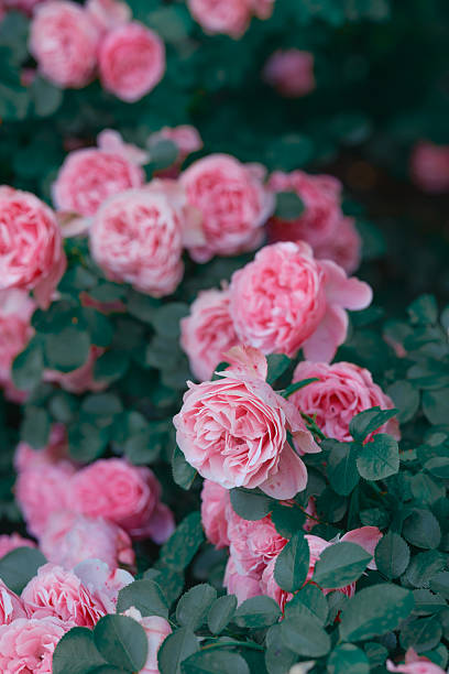 istock Beautiful pink roses blooming in a lush garden during springtime 2237512574