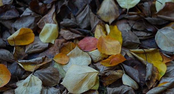 istock Yellow leaves piled up on the ground 2237513669