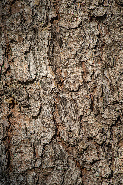istock Picea abies - European Spruce trunk bark 2237513946