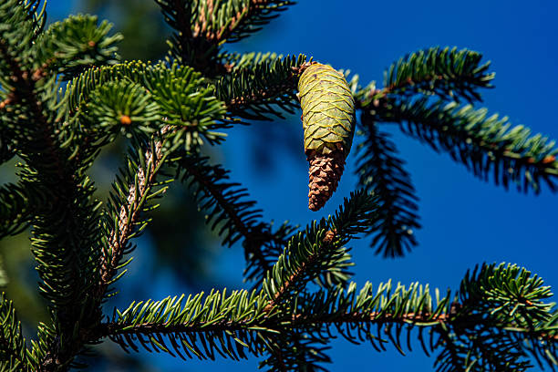 istock Picea abies - European Spruce cone 2237513954