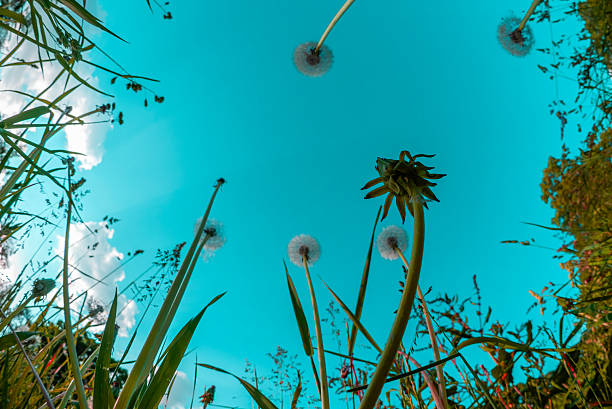 istock bottom view of many dandelions, wide angle 2237516438