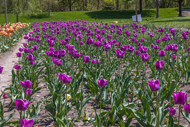 istock Field of Purple Tulips Blooming 2237516595