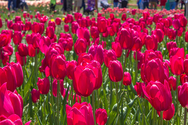 istock Field of Pink Tulips Blooming 2237516653