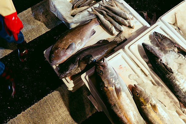 Keelung Kanziding Fish Market, Taiwan, 2025.09.20: Several boxes of fish on the floor.