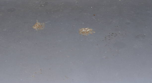 istock Droppings of pigeons on car trunk 2237516811