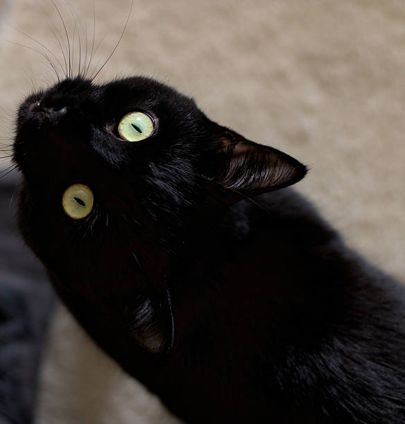 istock Curious Cat With Inquisitive Gaze Peers Up At Camera Lens. 2237518362