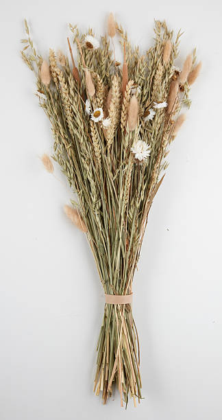 istock Grass flowers, dried barley ears isolated nature background with clipping path 2237518939