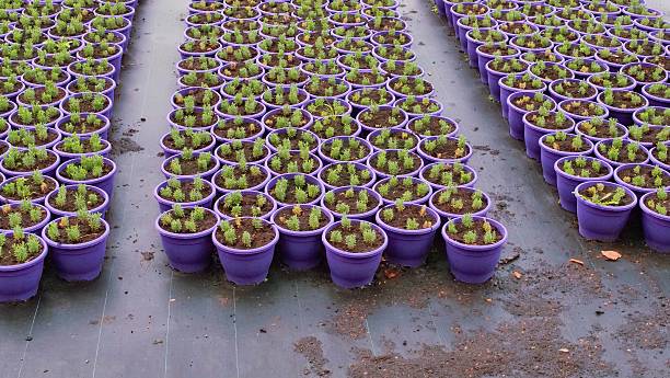 Greenhouse nursery with purple pots, young conifer seedlings, grid layout, plant cultivation, horticulture setup, propagation trays, organized seedlings, gardening inspiration