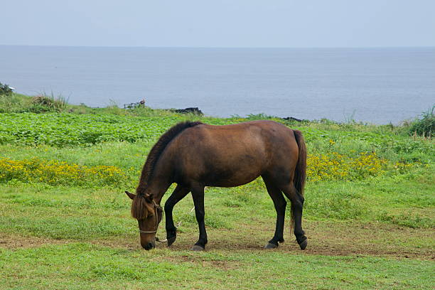 A Jeju pony grazes quietly above the shoreline at Sopjikoji, framed by yellow wildflowers and coastal plants, with the ocean stretching beyond the low cliffs.