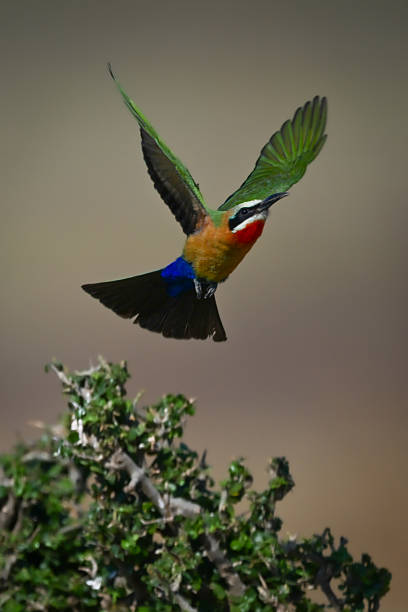 istock White-fronted bee-eater lifts wings flying over bush 2237524580