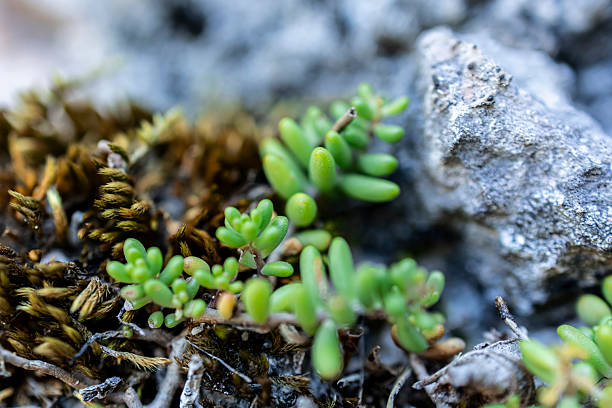 Close-up view of forest ground featuring a small succulent plant growing among moss, twigs, and rocky terrain. Captured in soft natural light, the image highlights organic textures and earthy tones typical of European mixed woodlands. Ideal as a nature background or environmental texture for themes of sustainability, biodiversity, and outdoor serenity.