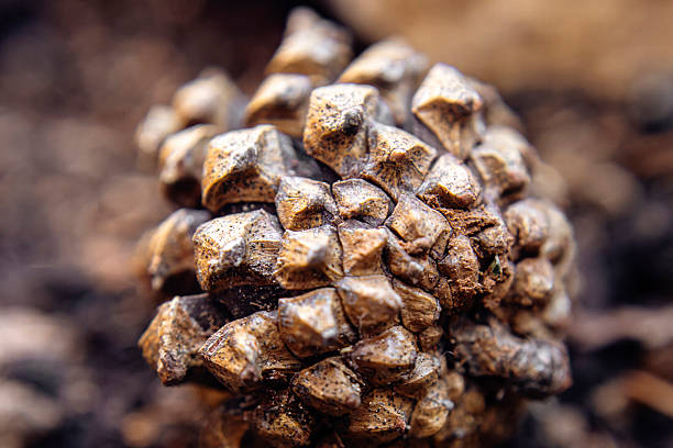 istock Close-Up of Pine cone on Forest Ground 2237524879