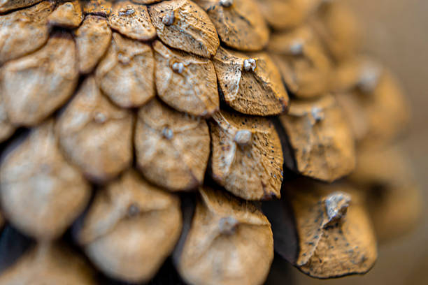 Detailed close-up of a pine cone resting on natural forest ground, captured in soft daylight. The textured scales and earthy tones reflect the organic complexity of European mixed woodlands, combining coniferous and deciduous elements. Ideal for use as a nature background, forest texture, or environmental design asset in themes of sustainability, ecology, and seasonal change.