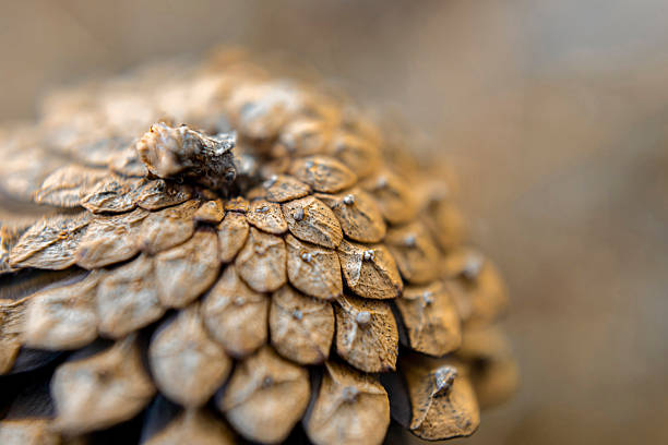 istock Close-Up of Pine cone on Forest Ground 2237524933