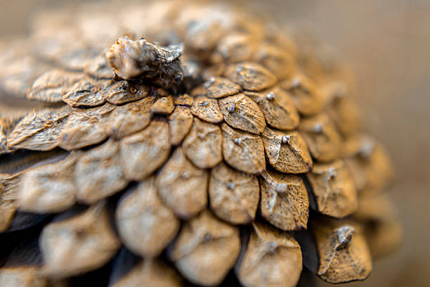 istock Close-Up of Pine cone on Forest Ground 2237524937