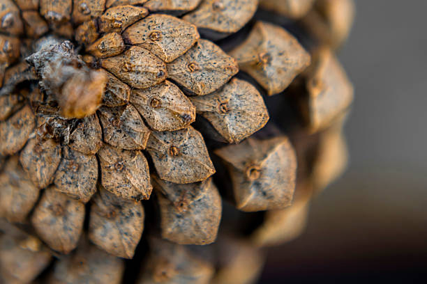 istock Close-Up of Pine cone on Forest Ground 2237524972
