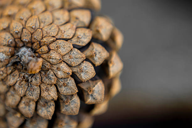 istock Close-Up of Pine cone on Forest Ground 2237524998