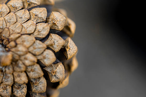 istock Close-Up of Pine cone on Forest Ground 2237525057