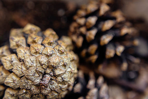 istock Close-Up of Pine cone on Forest Ground 2237525395