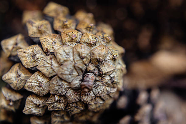 istock Close-Up of Pine cone on Forest Ground 2237525414