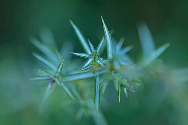 Macro view of coniferous needles pine or fir arranged in a spiral pattern around the stem, captured in soft natural light. The bluish-green tones and blurred background evoke the textures and atmosphere of European mixed forests. Suitable as a nature background or botanical texture for themes of sustainability, forest ecology, and seasonal environments.