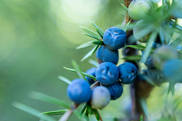 istock Close-Up of Juniper Branch with Berries in Forest Setting 2237525528