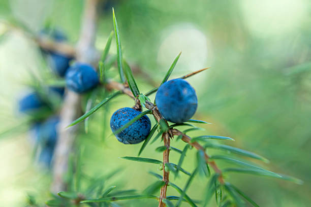istock Close-Up of Juniper Branch with Berries in Forest Setting 2237525529