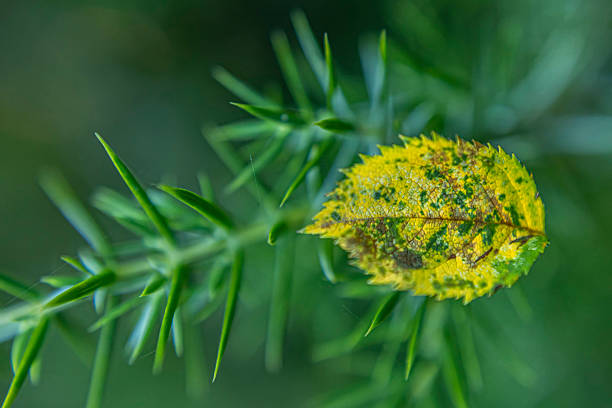 Young sprout of spruce