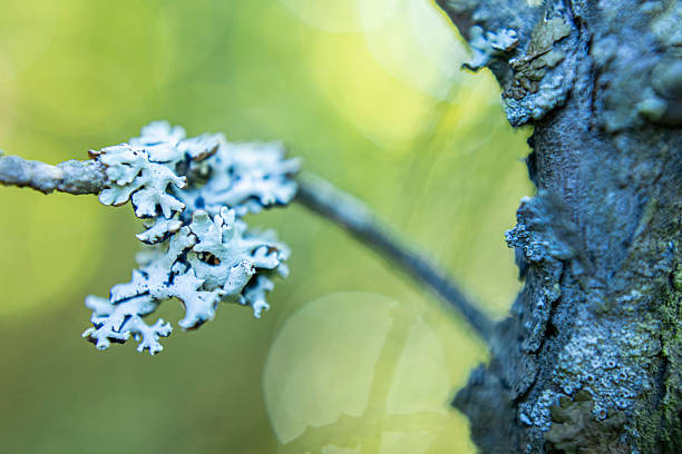 Macro view of white and gray lichen growing on a tree branch, captured in soft natural light with a blurred forest background. The frilly texture and organic detail reflect the biodiversity and subtle beauty of European mixed woodlands. Suitable as a nature background or environmental texture for themes of sustainability, forest ecology, and natural resilience.